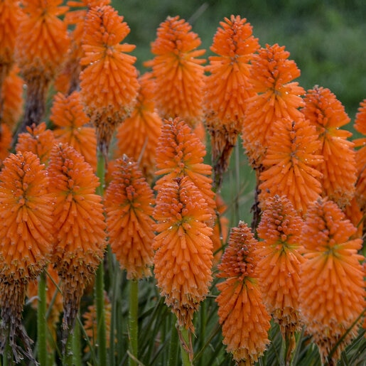 Kniphofia x Pyromania Orange Blaze Proven Winners Red Hot Poker